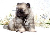 Magnifiques chiots Spitz Loup LOF à vendre