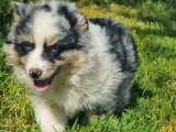 Cinq chiots Berger Américain Miniature mâles LOF de février 2026 à vendre