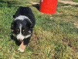 Cinq chiots Berger Américain Miniature mâles LOF de février 2026 à vendre