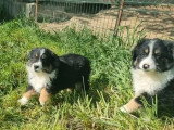 Cinq chiots Berger Américain Miniature mâles LOF de février 2026 à vendre