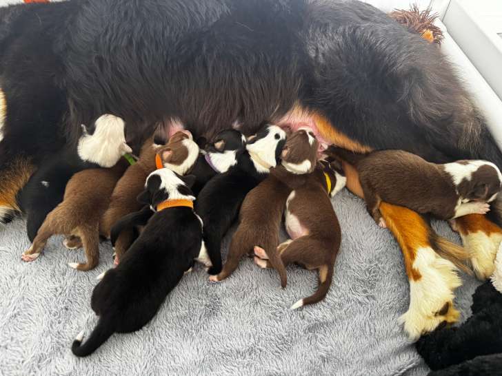 Chiot Berger Australien à réserver