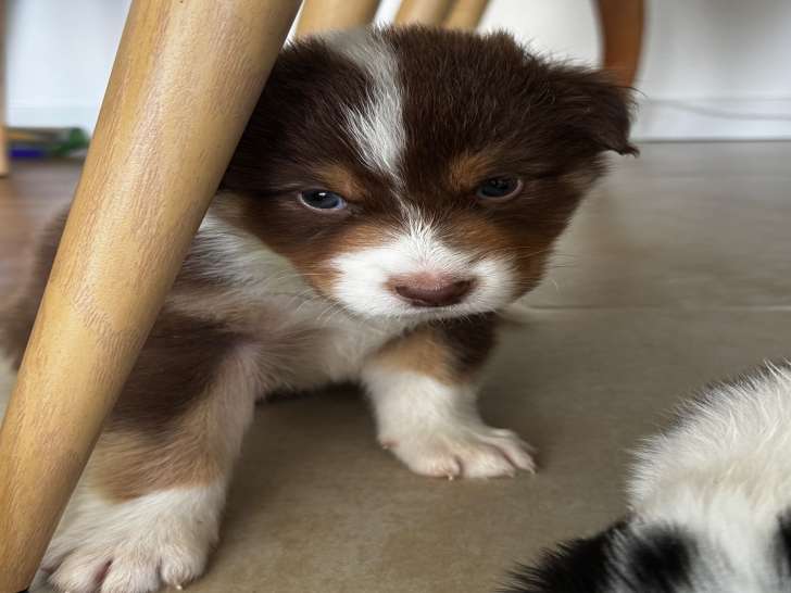 Chiot Berger Australien à réserver