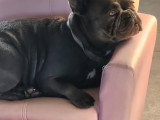 Chienne adulte Bouledogue Français à vendre