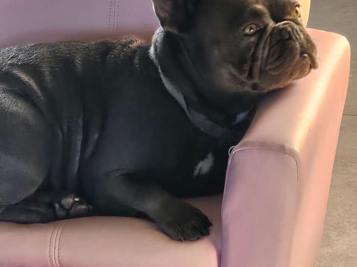 Chienne adulte Bouledogue Français à vendre
