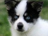4 chiots Pomsky non LOF nés en mars 2026 à réserver