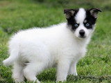 4 chiots Pomsky non LOF nés en mars 2026 à réserver
