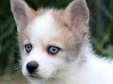 4 chiots Pomsky non LOF nés en mars 2026 à réserver