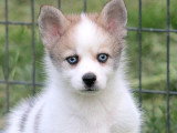 4 chiots Pomsky non LOF nés en mars 2026 à réserver