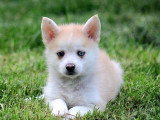 4 chiots Pomsky non LOF nés en mars 2026 à réserver