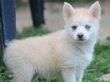 4 chiots Pomsky non LOF nés en mars 2026 à réserver