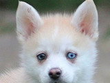 4 chiots Pomsky non LOF nés en mars 2026 à réserver