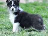 4 chiots Pomsky non LOF nés en mars 2026 à réserver