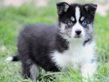 4 chiots Pomsky non LOF nés en mars 2026 à réserver