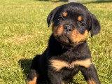 4 chiots femelles Rottweiler à réserver LOF nées en mars 2026