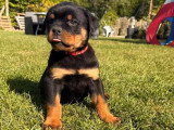 4 chiots femelles Rottweiler à réserver LOF nées en mars 2026