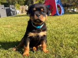 4 chiots femelles Rottweiler à réserver LOF nées en mars 2026