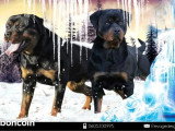 4 chiots femelles Rottweiler à réserver LOF nées en mars 2026