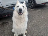 Berger Blanc Suisse mâle blanc 4 ans à vendre LOF