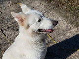 Berger Blanc Suisse mâle blanc 4 ans à vendre LOF