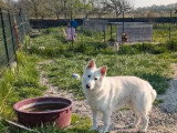 Berger Blanc Suisse mâle blanc 4 ans à vendre LOF