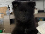 Male Pomsky Black Noir