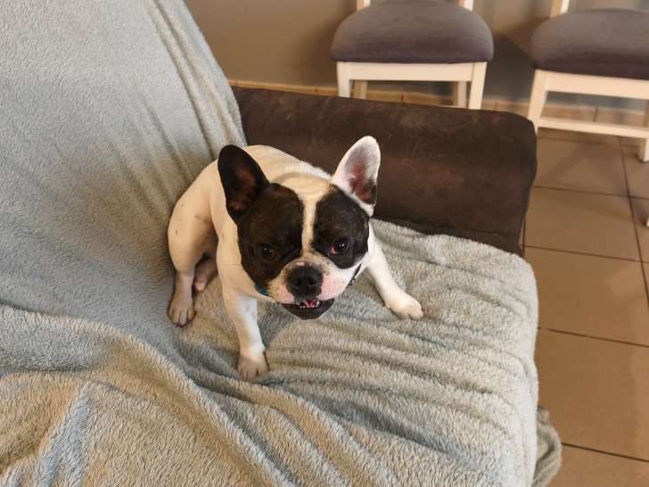 Mâle Bouledogue Français disponible pour saillie