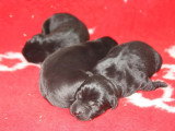 8 chiots Retriever du Labrador LOF nés avril 2026 à réserver