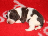 8 English Springer Spaniels à réserver LOF nés en avril 2026