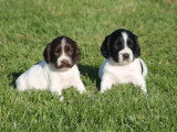 1 mâle 1 femelle English Springer Spaniel LOF de mars 2026 à réserver