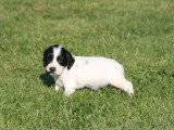 1 mâle 1 femelle English Springer Spaniel LOF de mars 2026 à réserver