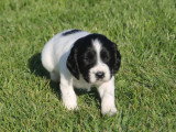 1 mâle 1 femelle English Springer Spaniel LOF de mars 2026 à réserver