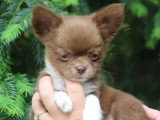 Chiot Chihuahua mâle poil long chocolat non LOF de février 2026 à vendre