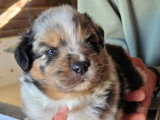 Chiots Berger Australien LOF à vendre