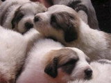 Chiots Montagne des Pyrénées authentiques à vendre