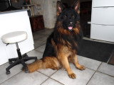 Chiots Berger Allemand à poil long LOF à vendre