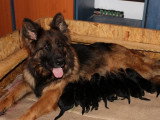 Chiots Berger Allemand à poil long LOF à vendre
