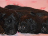 Chiots Berger Allemand à poil long LOF à vendre
