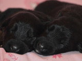 Chiots Berger Allemand à poil long LOF à vendre