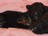 Chiots Berger Allemand à poil long LOF à vendre