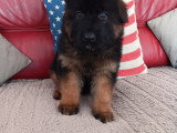 Chiots Berger Allemand à poil long LOF à vendre