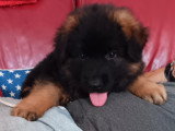 Chiots Berger Allemand à poil long LOF à vendre