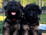 Chiots Berger Allemand à poil long LOF à vendre