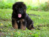 Chiots Berger Allemand à poil long LOF à vendre