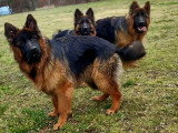 Chiots Berger Allemand à poil long LOF à vendre