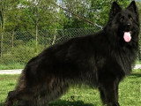 Chiots Berger Allemand à poil long LOF à vendre