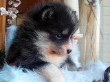 3 chiots Pomsky F2 non LOF nés en mars 2026 à réserver