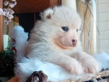 3 chiots Pomsky F2 non LOF nés en mars 2026 à réserver