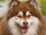 3 chiots Pomsky F2 non LOF nés en mars 2026 à réserver