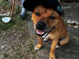 Nawak, Staffie de 8 ans à donner