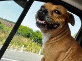 Nawak, Staffie de 8 ans à donner